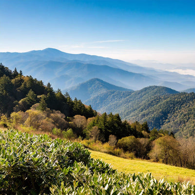 Great Smoky Mountains National Park souvenirs from your recent trip to the park.