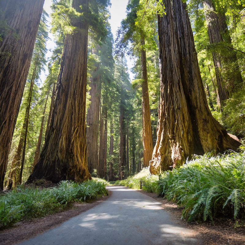 Redwood National Park Vacation Souvenirs