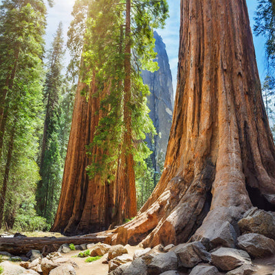 Sequoia National Park Keepsake Souvenirs 