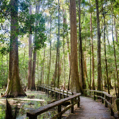 Towering hardwoods and lush floodplains at Congaree National Park, South Carolina.