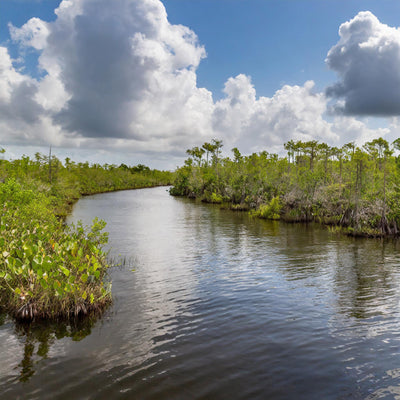 wetlands at Everglades National Park, Florida.